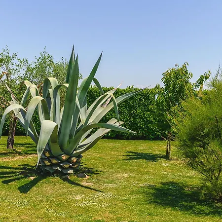 Casa Aloe