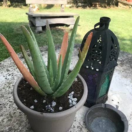 Casa Aloe *